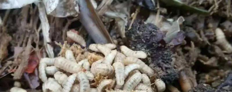 黑水虻养殖利润与成本 黑水虻的用途